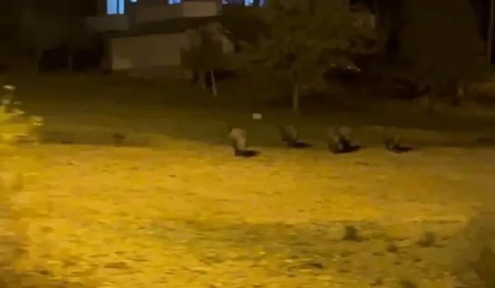 Köylerde Görülen Yaban Domuzları Kameraya Yansıdı
