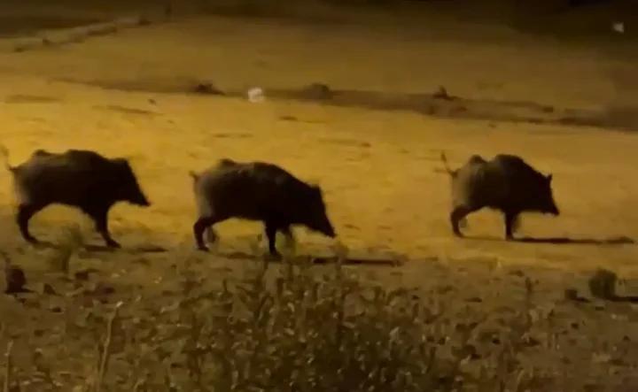 Köylerde Görülen Yaban Domuzları Kameraya Yansıdı