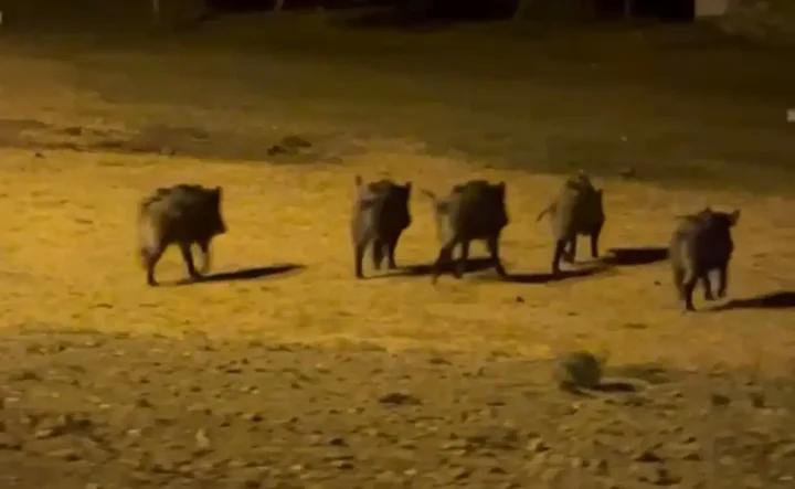 Köylerde Görülen Yaban Domuzları Kameraya Yansıdı