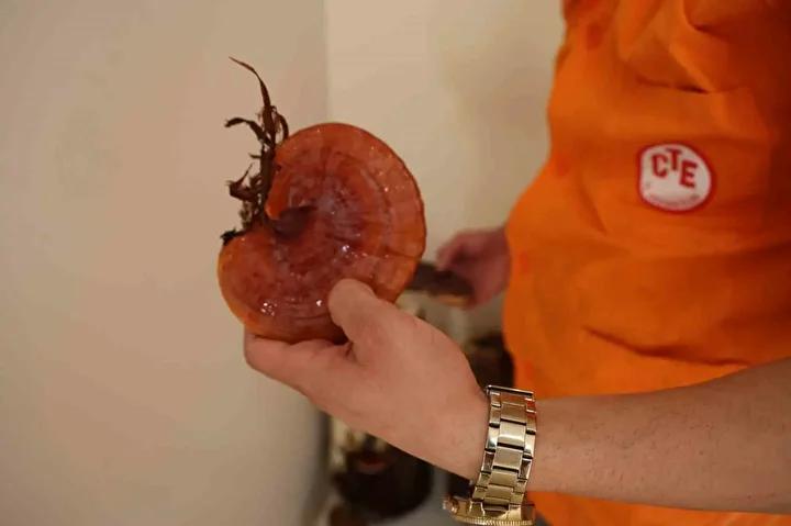 Kozan Cezaevinde Mantar Üretiminde Yeni Dönem Başladı