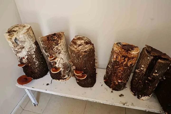 Kurumda Genişletilerek Seri Üretim Hedefleniyor