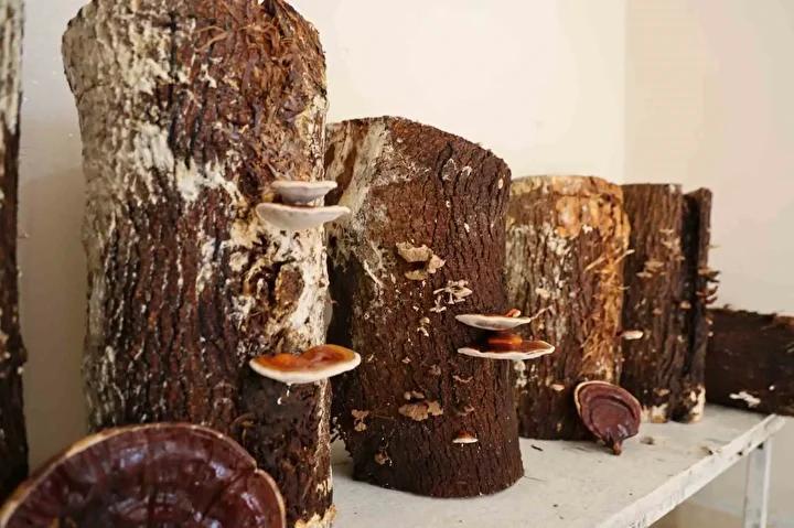 Reishi Mantarı Üretimi ve Piyasa Değeri