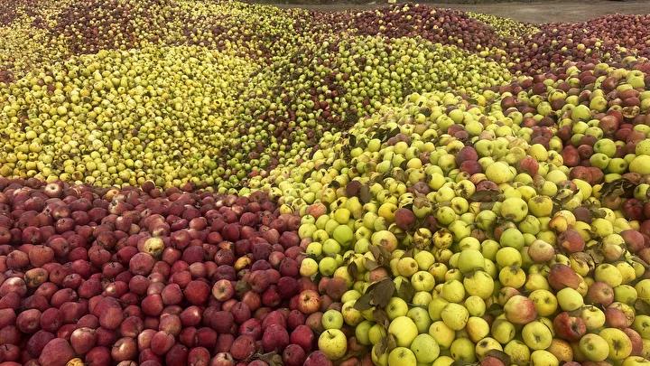 Kuraklık, Elma Üretimini ve Kalitesini Olumsuz Etkiliyor 2 İlçede Artan Döküntü Elma Rekoltesi