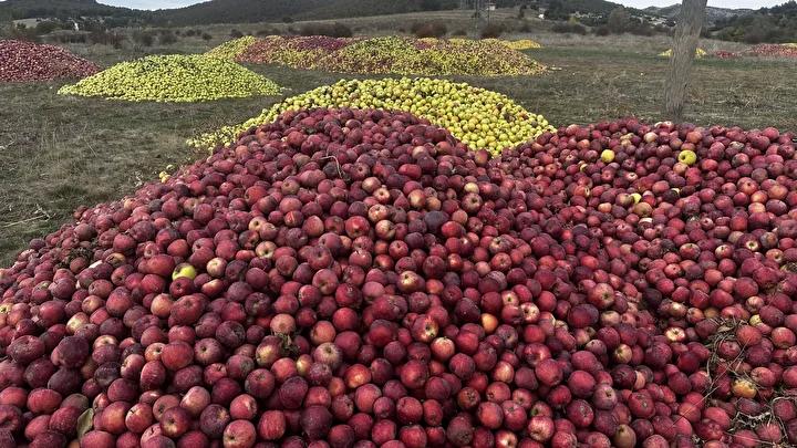 Kuraklık, Elma Üretimini ve Kalitesini Olumsuz Etkiliyor 4 Kuraklık, Elma Üretimini ve Kalitesini Olumsuz Etkiliyor
