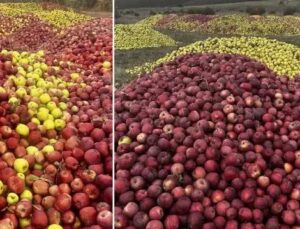 Kuraklık, Elma Üretimini ve Kalitesini Olumsuz Etkiliyor