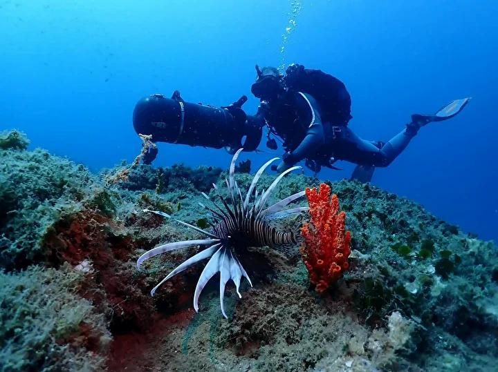 Deniz Tavşanları ve Sualtı Zenginlikleri