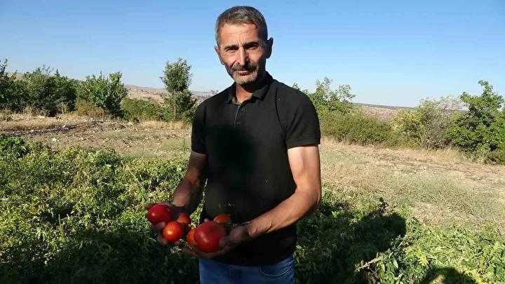 Malatyalı Çiftçilerden Bal Kabağı Yatırımıyla Güçlü Ekonomik Destek