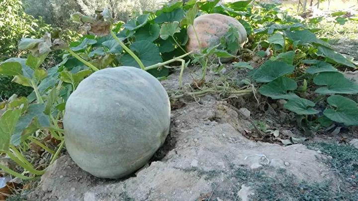 Malatyalı Çiftçilerden Bal Kabağı Yatırımıyla Güçlü Ekonomik Destek