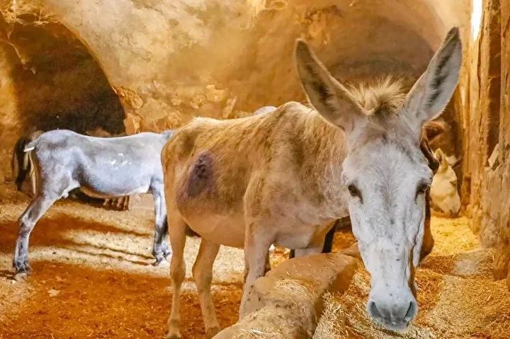 Mardin8217in Sokaklarinda Hayvanlara Saygi ve Cevre Temizligi Calismalari Hayvanlarin Emekliye Ayrilmasi ve Yeni Projeler