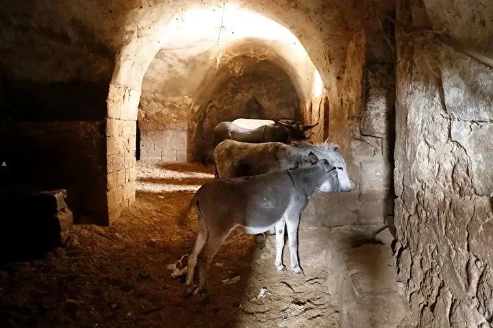 Mardin8217in Sokaklarinda Hayvanlara Saygi ve Cevre Temizligi Calismalari Mardinin Sokaklarinda Hayvanlara Saygi ve Cevre Temizligi Calismalari
