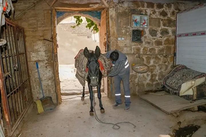 Mardin8217in Sokaklarinda Hayvanlara Saygi ve Cevre Temizligi Calismalari Mardinin Sokaklarinda Hayvanlara Saygi ve Cevre Temizligi Calismalari