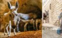 Mardin’in Sokaklarında Hayvanlara Saygı ve Çevre Temizliği Çalışmaları