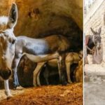 Mardin8217in Sokaklarinda Hayvanlara Saygi ve Cevre Temizligi Calismalari