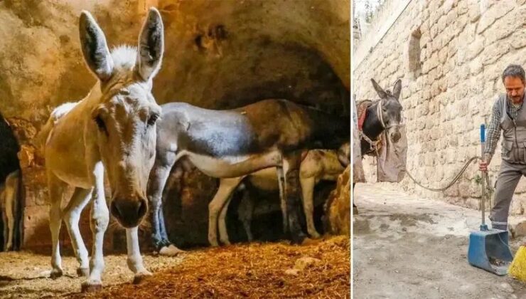 Mardin’in Sokaklarında Hayvanlara Saygı ve Çevre Temizliği Çalışmaları