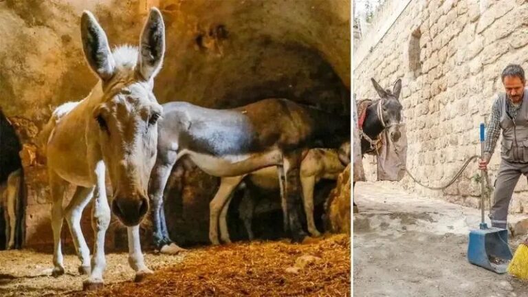Mardin8217in Sokaklarinda Hayvanlara Saygi ve Cevre Temizligi Calismalari