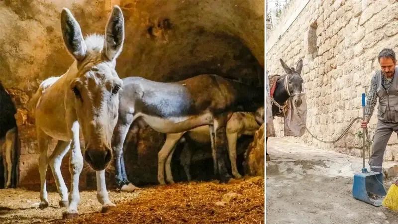 Mardin’in Sokaklarında Hayvanlara Saygı ve Çevre Temizliği Çalışmaları