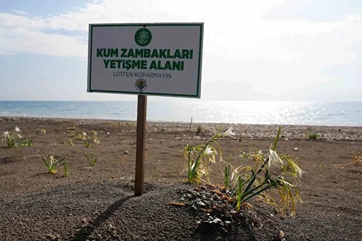 Mersin Sahillerinde Kum Zambaklarıyla Doğa Seferberliği