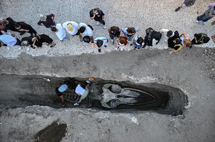 Balina İskeleti Müzede Sergilenecek