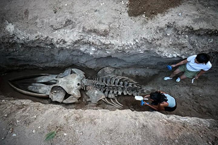 Balina İskeleti Müzede Sergilenecek