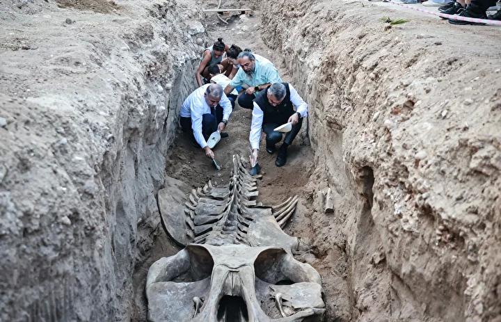 Mersin'de 14 Metrelik Fin Balinası İskeleti Gün Işığına Çıkartılıyor