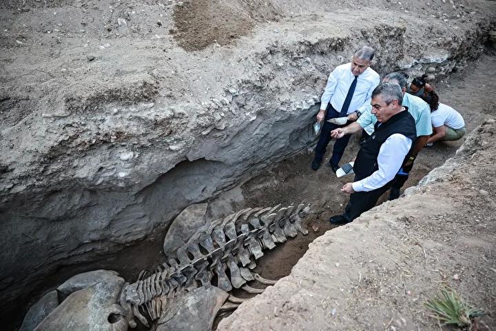 Mersin'de 14 Metrelik Fin Balinası İskeleti Gün Işığına Çıkartılıyor