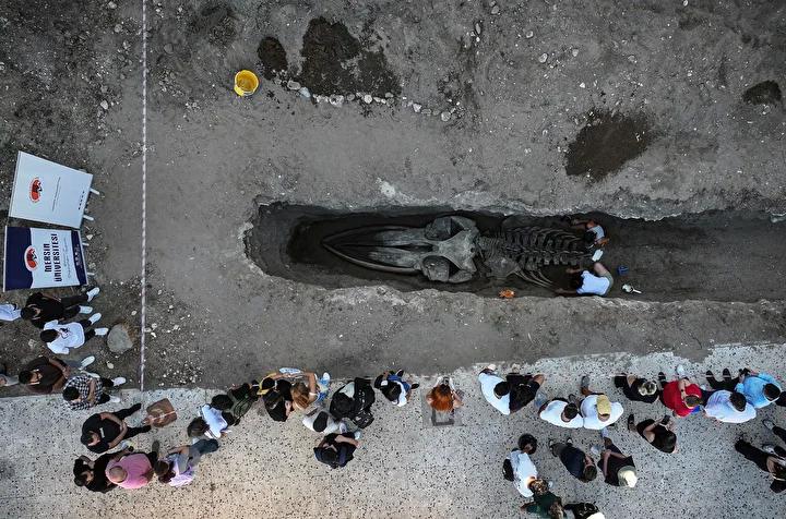 Mersin'de 14 Metrelik Fin Balinası İskeleti Gün Işığına Çıkartılıyor