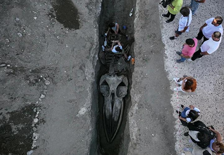 Mersin'de 14 Metrelik Fin Balinası İskeleti Gün Işığına Çıkartılıyor