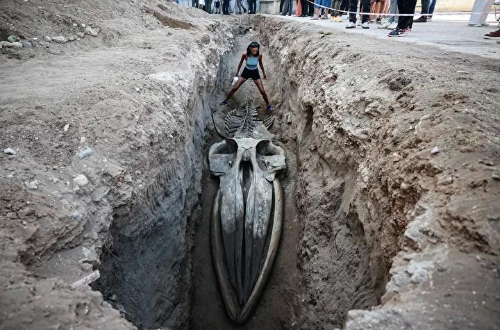 Mersin'de 14 Metrelik Fin Balinası İskeleti Gün Işığına Çıkartılıyor