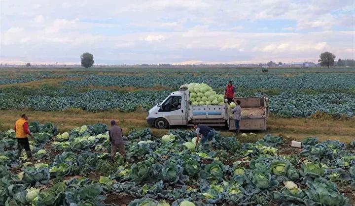 Muş'ta Lahana Hasadı Başladı: Coğrafi İşaretli Lezzetler ve Tarımın Güncel Durumu 5 Muş'ta Lahana Hasadı Başladı: Coğrafi İşaretli Lezzetler ve Tarımın Güncel Durumu