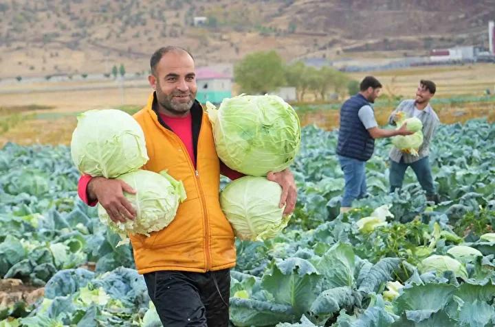 Muş'ta Lahana Hasadı Başladı: Coğrafi İşaretli Lezzetler ve Tarımın Güncel Durumu 6 Muş'ta Lahana Hasadı Başladı: Coğrafi İşaretli Lezzetler ve Tarımın Güncel Durumu