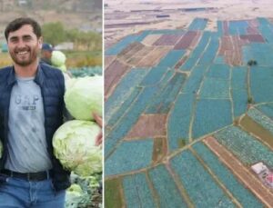 Muş’ta Lahana Hasadı Başladı: Coğrafi İşaretli Lezzetler ve Tarımın Güncel Durumu