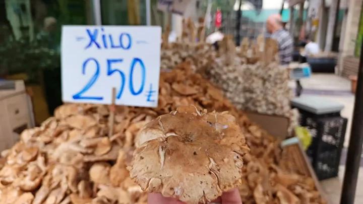 Faydaları ve Sağlığa Etkileri