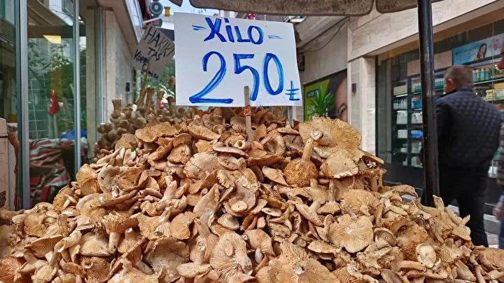 Ordu'nun Yöresel Lezzeti Tirmit Mantarının Güncel Durumu ve Faydaları