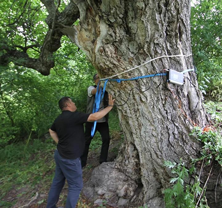 Orman Uzmanlarından Tescilli Dev Ceviz Ağacının Şaşırtıcı Yaşı Açıklandı