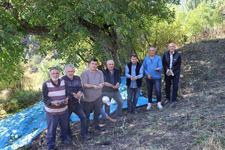 Orman Uzmanlarından Tescilli Dev Ceviz Ağacının Şaşırtıcı Yaşı Açıklandı