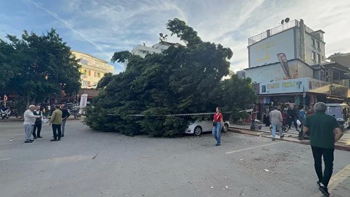 Otoyol Otoparkında Dev Ağaç Trafik Kazasıyla Zarara Yol Açtı