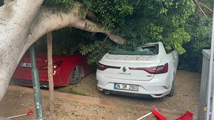 Otoyol Otoparkında Dev Ağaç Trafik Kazasıyla Zarara Yol Açtı
