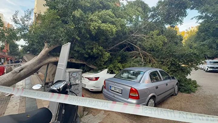 Otoyol Otoparkında Dev Ağaç Trafik Kazasıyla Zarara Yol Açtı