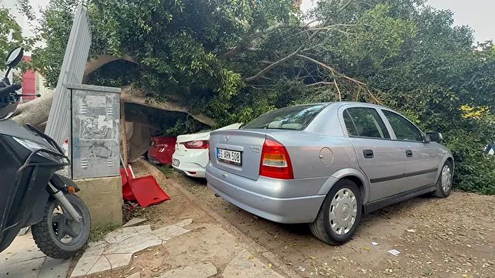 Otoyol Otoparkında Dev Ağaç Trafik Kazasıyla Zarara Yol Açtı
