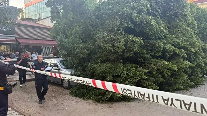 Otoyol Otoparkında Dev Ağaç Trafik Kazasıyla Zarara Yol Açtı