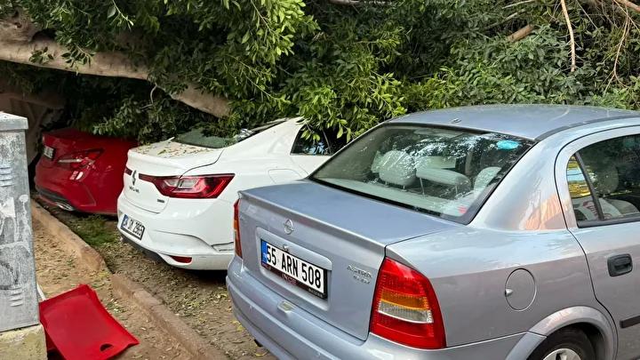 Otoyol Otoparkında Dev Ağaç Trafik Kazasıyla Zarara Yol Açtı
