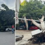 Otoyol Otoparkinda Dev Agac Trafik Kazasiyla Zarara Yol Acti