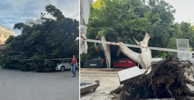 Otoyol Otoparkında Dev Ağaç Trafik Kazasıyla Zarara Yol Açtı
