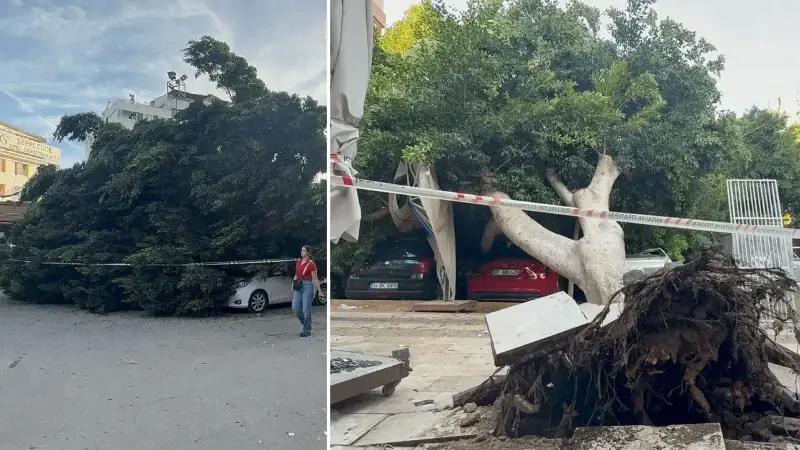 Otoyol Otoparkında Dev Ağaç Trafik Kazasıyla Zarara Yol Açtı