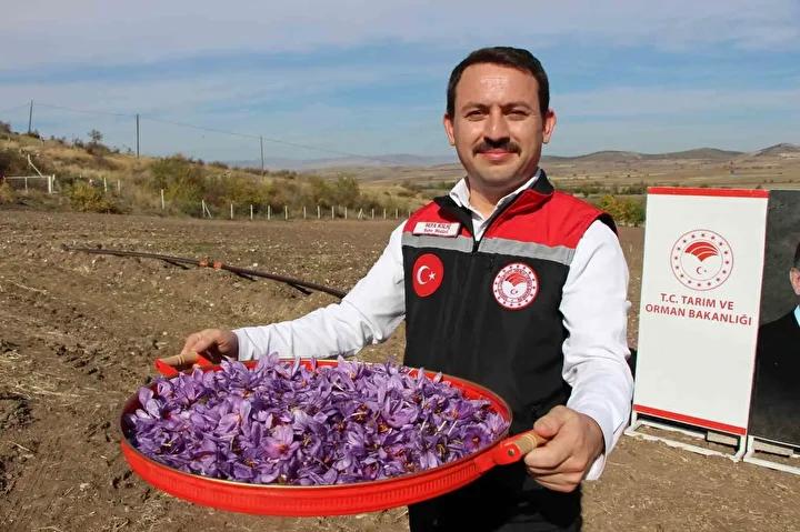 Çiftçilerden Alternatif Ürünlere Yönelme ve Safran Hasadı