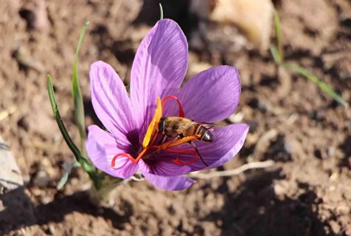 Safran Yetiştiriciliği ve Çiftçi Faaliyetleri Amasya'da Yeniden Canlanıyor