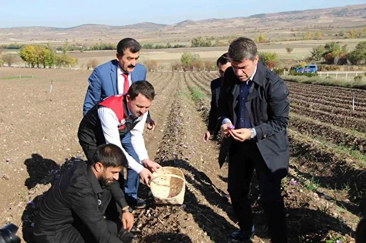 Safran Yetiştiriciliği ve Çiftçi Faaliyetleri Amasya'da Yeniden Canlanıyor