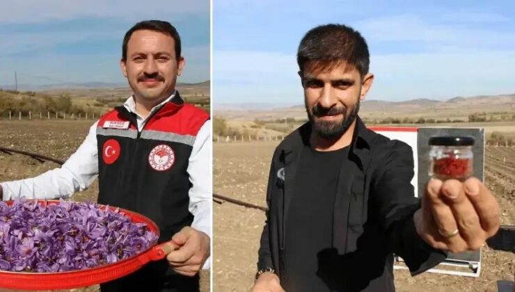 Safran Yetiştiriciliği ve Çiftçi Faaliyetleri Amasya’da Yeniden Canlanıyor