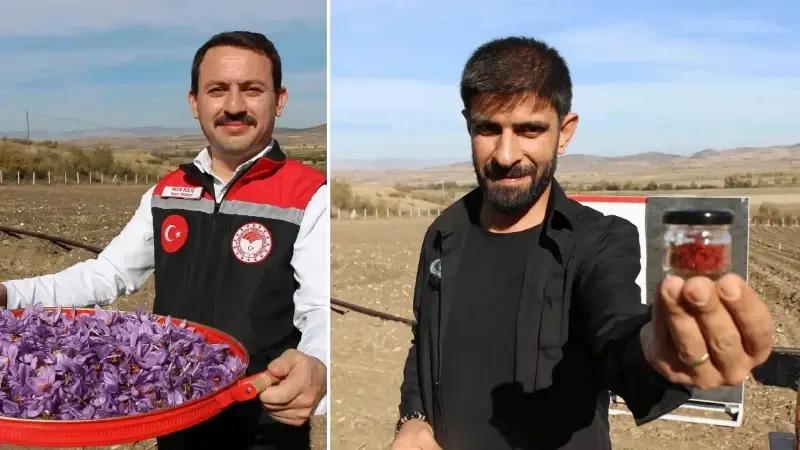Safran Yetiştiriciliği ve Çiftçi Faaliyetleri Amasya’da Yeniden Canlanıyor
