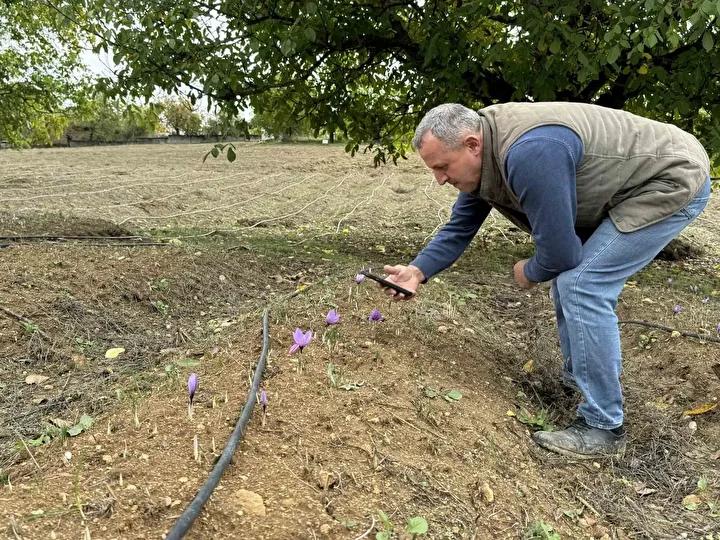 Safranın Erken Çiçek Açması ve Yüksek Fiyatı Sevindirdi